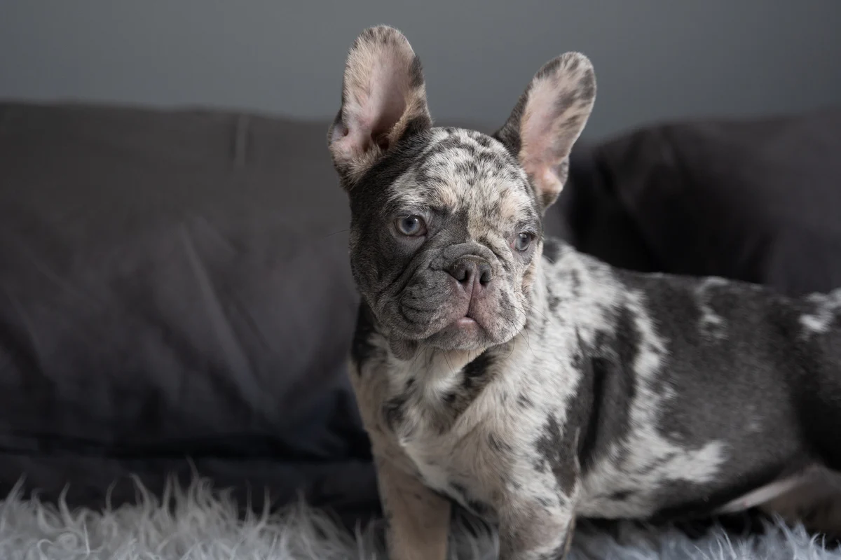 Mascota 3